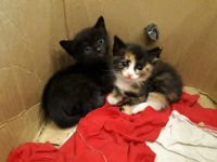 Лот: 13914807. Фото: 7. Котята