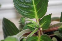 Лот: 4250305. Фото: 3. Глоксиния тигрина блу (с горшком... Растения и животные