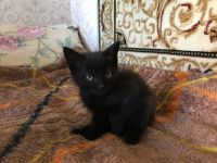 Лот: 9753132. Фото: 3. Удивительные котята от умных родителей... Растения и животные