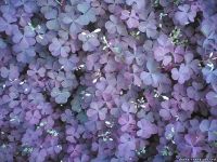 Лот: 5512303. Фото: 3. Кислица рожковая - для альпийских... Для дачи, дома, огорода, бани, парка