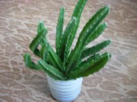 Лот: 5602175. Фото: 4. Стапелия. Красноярск