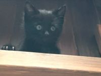 Лот: 16271919. Фото: 3. Котенок, счастье в подарок. Растения и животные
