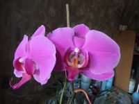 Лот: 3061483. Фото: 2. Орхидея фаленопсис Dtps. Ney Shan... Комнатные растения и уход