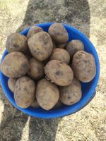 Лот: 18101564. Фото: 2. Деревенский картофель. Продукты