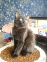 Лот: 4152337. Фото: 2. Отдам в хорошие руки, котенка... Животные и уход