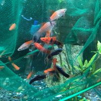 Лот: 20680317. Фото: 5. Меченосец; Ситцевый, ананас, черные...