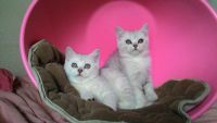 Лот: 7584450. Фото: 3. Британские котята, крупные мальчики. Растения и животные