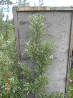 Лот: 9791027. Фото: 4. Саженец облепихи трехлетка с крупными... Красноярск