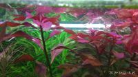 Лот: 9172758. Фото: 5. Людвигия Рубин Ludwigia Repens...