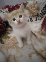 Лот: 16749070. Фото: 3. Котята. Растения и животные