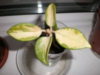 Лот: 1345719. Фото: 2. хойя триколор. Комнатные растения и уход