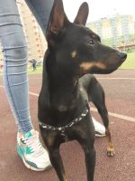 Лот: 10398471. Фото: 2. Пинчер. Животные и уход