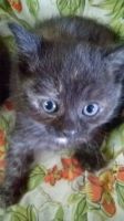 Лот: 10278716. Фото: 5. Котята от британки