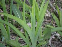 Лот: 942169. Фото: 2. Лилейник оранжевый. Семена, рассада, садовые растения