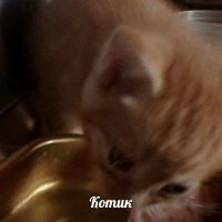 Лот: 6702332. Фото: 5. Котята!!! :)