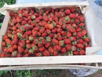 Лот: 23229309. Фото: 2. Ягода Виктория. Продукты