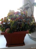 Лот: 9323008. Фото: 2. бегония садовая. Комнатные растения и уход