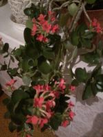 Лот: 7598209. Фото: 2. Цветок каланхоэ Блоссфельда (декоративный... Комнатные растения и уход