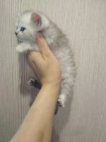 Лот: 7307788. Фото: 6. Британские котята