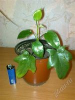 Лот: 76484. Фото: 2. Филодендрон дольчатый (Philodendron... Комнатные растения и уход