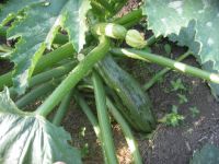 Лот: 7872724. Фото: 2. Кабачки свежие. Продукты