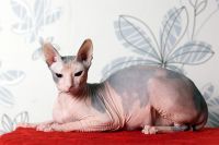 Лот: 3459275. Фото: 2. Кошечка Донской сфинкс. Животные и уход