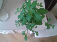 Лот: 3801693. Фото: 2. Петуния гибрид Surfinia Table... Семена, рассада, садовые растения