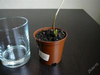 Лот: 2039772. Фото: 2. сингониум imperial white 1. Комнатные растения и уход