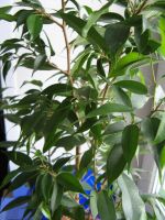 Лот: 17295277. Фото: 4. Фикус Бенджамина в горшке. Красноярск