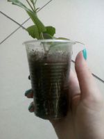 Лот: 9541172. Фото: 3. Гибискус красный махровый (Китайская... Растения и животные