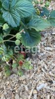 Лот: 25292122. Фото: 19. 3-комн. дача , загородный посёлок...