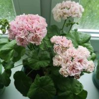 Лот: 17237565. Фото: 2. Зональная пеларгония "Юг Симона... Комнатные растения и уход