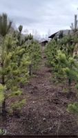 Лот: 11530594. Фото: 9. Лесопитомник "Купцов ручей" предлагает...