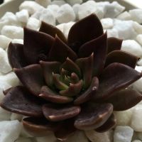 Лот: 8096635. Фото: 2. Эхеверия Чёрный принц (Echeveria... Комнатные растения и уход