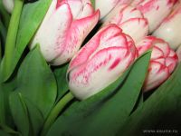 Лот: 5158921. Фото: 7. Букеты шикарных тюльпанов по 500...