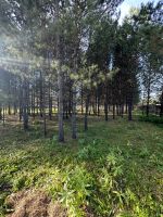 Лот: 24294705. Фото: 2. Малые поляны тер. ДНТ Малые поляны... Продажа