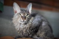 Лот: 4941956. Фото: 2. породистый котик бесплатно. Животные и уход