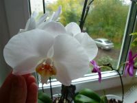 Лот: 2334976. Фото: 3. фаленопсис 12(цветки крупные)-отцвёл. Растения и животные