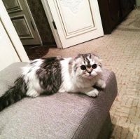 Лот: 14983206. Фото: 5. Шотландские котята
