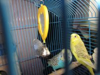 Лот: 4045984. Фото: 3. волнистые попугаи. Растения и животные