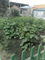 Лот: 12714735. Фото: 2. Дом Семеновка Уярский район. Продажа
