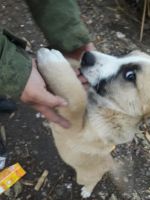 Лот: 7547884. Фото: 2. Отдам, подарю щенка. Будет крупный... Животные и уход