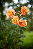 Лот: 6480974. Фото: 13. Nikon Nikkor-S 5.8cm 1.4 non ai...