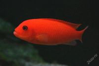 Лот: 3518275. Фото: 2. Красная зебра (малек) Metriaclima... Аквариумистика