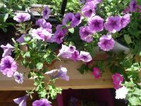 Лот: 1773656. Фото: 3. Петуния Ампельная Easy Wave Plum... Растения и животные