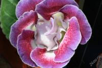 Лот: 2882562. Фото: 3. Глоксиния 24 (цветет). Растения и животные