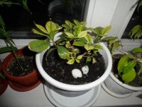 Лот: 5422479. Фото: 2. гардения (жасмин). Комнатные растения и уход