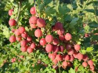 Лот: 17576426. Фото: 7. Саженцы ягодных кустарников