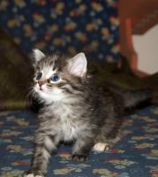 Лот: 9468957. Фото: 6. Кошечка, котята