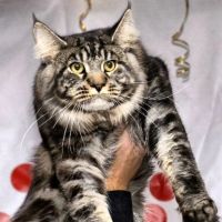 Лот: 9382998. Фото: 5. Мейн кун кошечка и котик